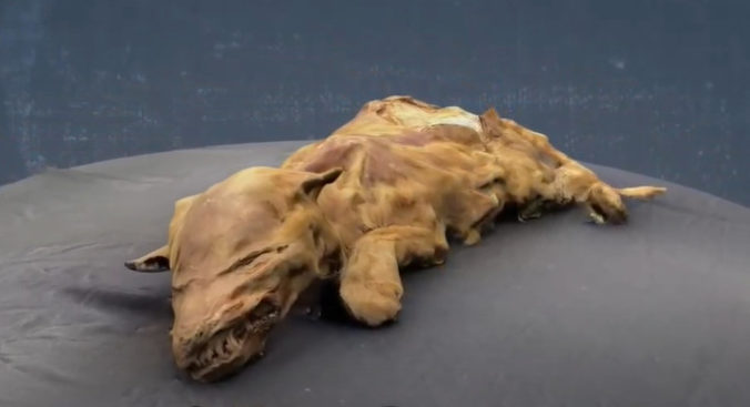V kanadskom permafroste objavili perfektne zachované vlčie mláďa, má zhruba 56-tisíc rokov (video)