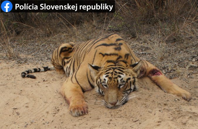 Ján v Afrike bez povolenia ulovil tigra, hrozí mu päť rokov za mrežami (foto)
