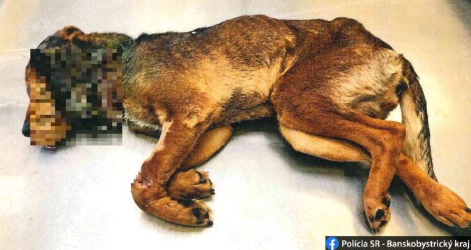 Žena pri Lučenci utýrala psíka na smrť, hrozia jej tri roky väzenia