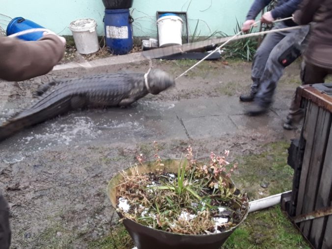 Hasiči zažili pri likvidácii požiaru šok, na prízemí domu na nich číhal trojmetrový krokodíl (foto)