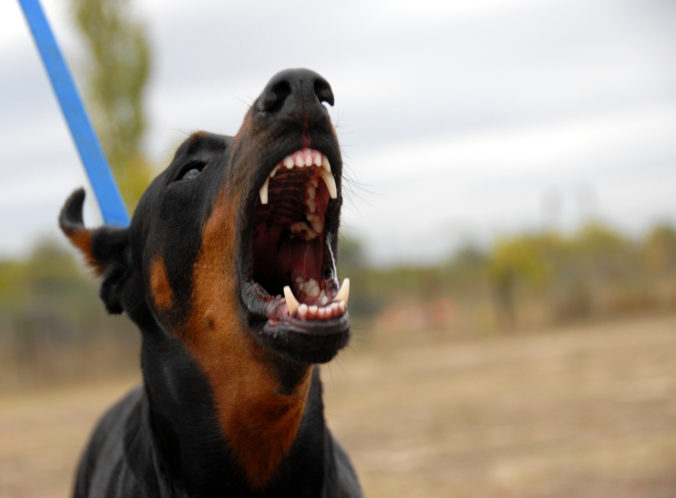 Žena bránila svojho psa pred zúrivým dobermanom, pri páde si zlomila si stavec