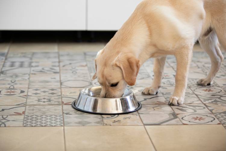 Aké granule sú vhodné pre alergické psy? 