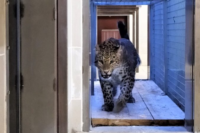 Košická ZOO počas pandémie iba prežíva, radnica jej poslala peniaze navyše a pomôcť môže aj verejnosť