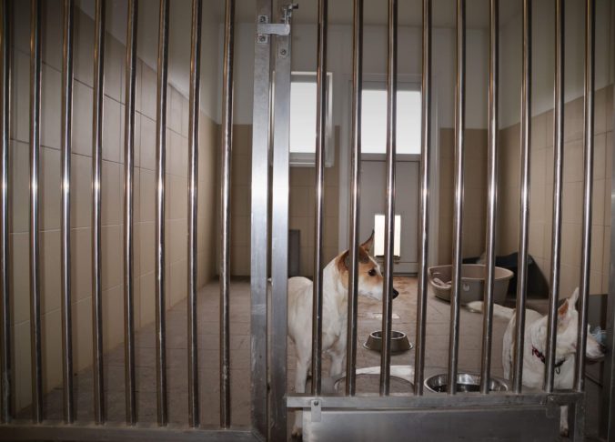 V Košiciach už opäť funguje karanténna stanica pre túlavé psy
