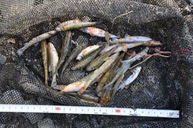 Neznámy páchateľ vylial betónovú zmes do potoka, zahynulo veľké množstvo rýb