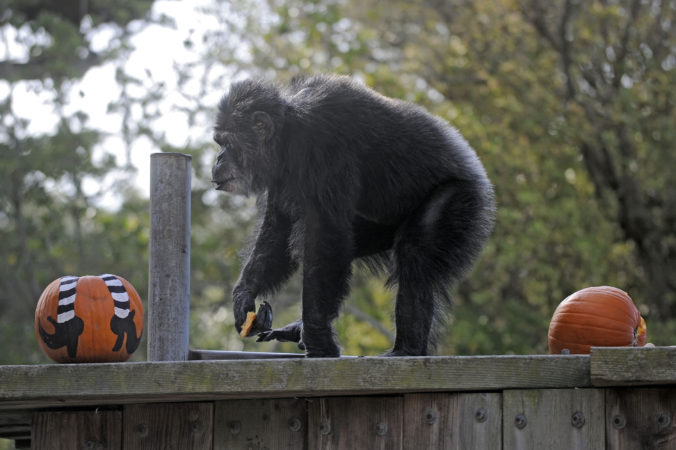 ZOO v San Franciscu prišla o svojho obyvateľa, šimpanz Cobby sa dožil 63 rokov