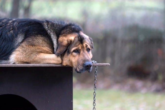 Parlament schválil zákaz držania psov na reťazi, zákon však stanovuje aj určité výnimky