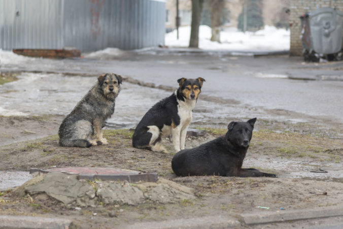 Mestá a obce majú problém s túlavými psami, žiadajú zmenu neudržateľného stavu