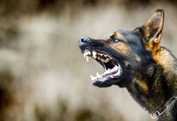 Polícia vylúčila útok vlka na dievča z Jánoviec, v lese ju napadol vlastný pes
