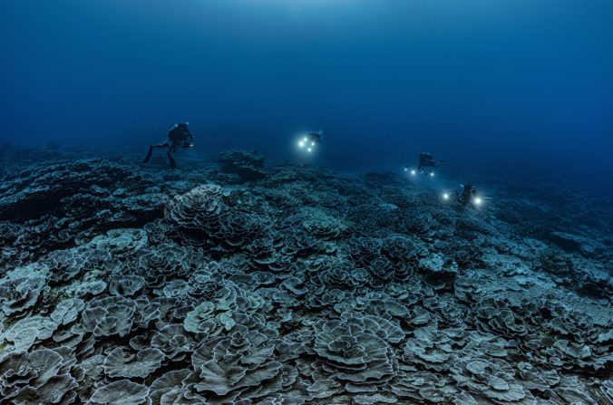 Prieskumníci objavili nedotknutý koralový útes, UNESCO vyzýva na hľadanie a mapovanie ďalších