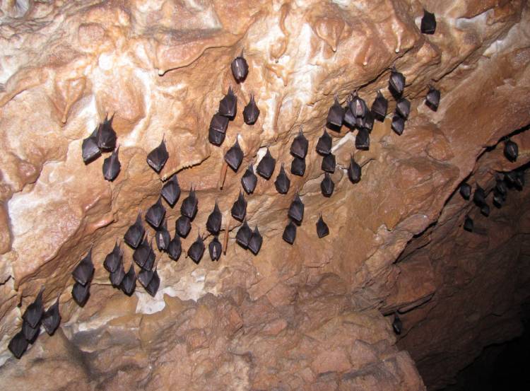 V zimovisku v Slovenskom krase zaznamenali až 55 000 netopierov