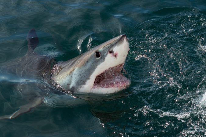 Pri pláži Little Bay v austrálskom Sydney zabíjal žralok, išlo o prvý smrteľný útok od roku 1963