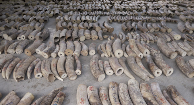 Väčšinu nelegálneho obchodu so slonovinou kontrolujú tri veľké zločinecké skupiny