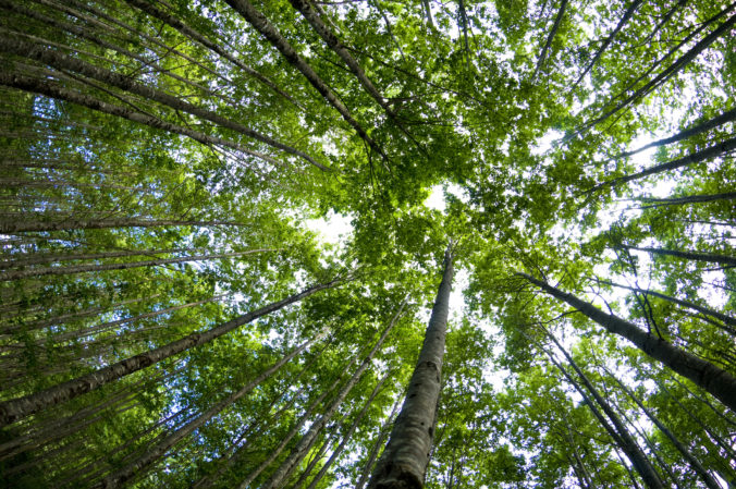 Mastercard rozširuje obnovu lesov v rámci programu Priceless Planet Coalition