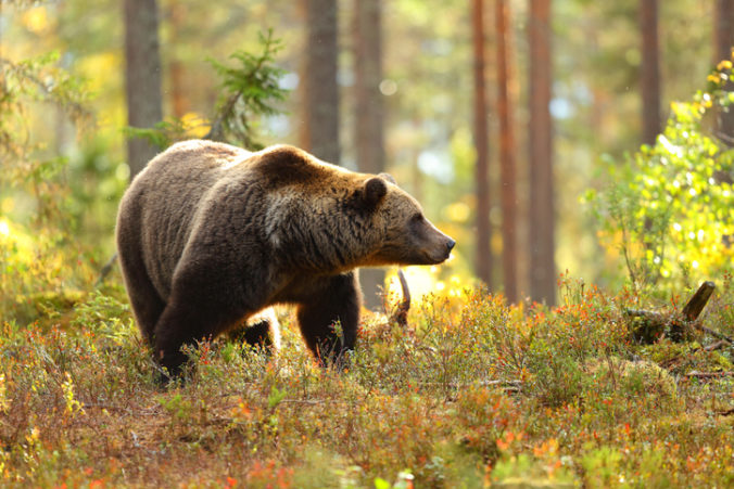 Turistov v Hriňovej napadol medveď, jeden je ťažko zranený
