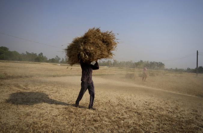 India uvoľní prísne reštrikcie, povolí export pšenice do štátov s nedostatkom potravín