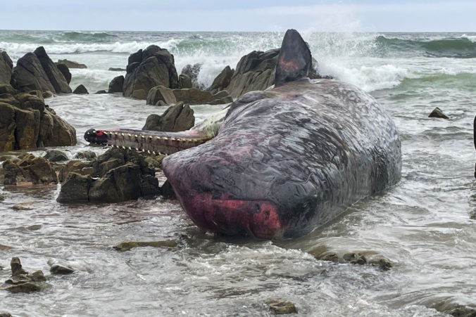 Pri juhovýchodnom pobreží Austrálie našli mŕtvoly 14 mladých vorvaňov, úrady už začali vyšetrovanie