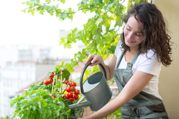 Chcete pestovať ovocie a zeleninu na balkóne? Skúste tieto plodiny