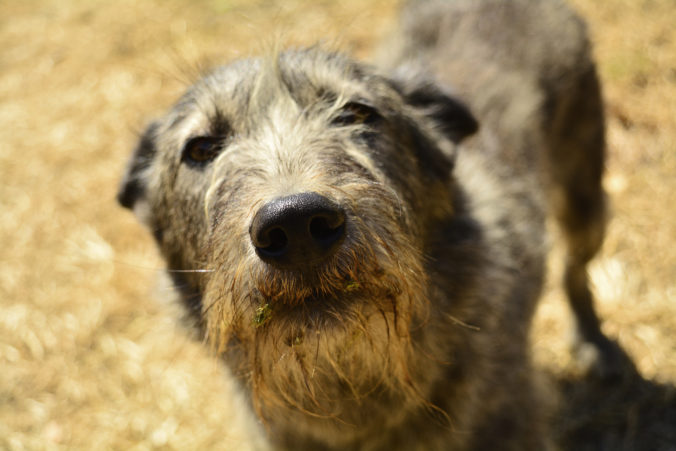 Verdikt súdu v prípade piatich utýraných psov je podľa zvieracieho ombudsmana prelomový, ale tresty by mali byť prísnejšie