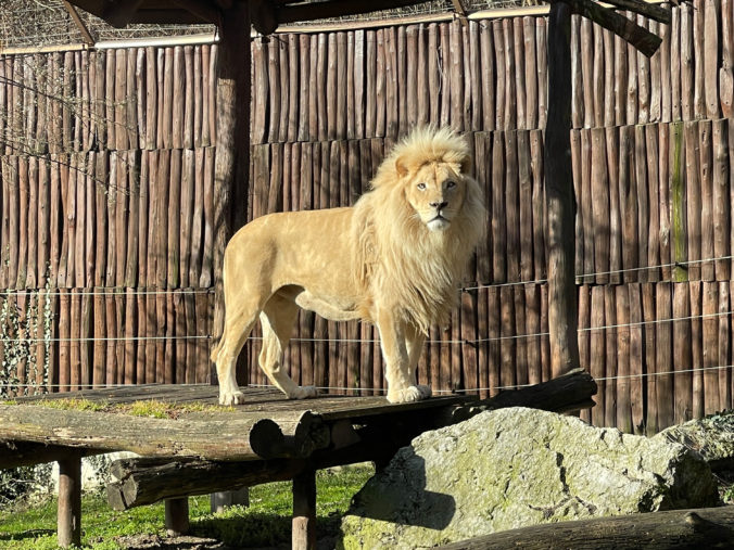 Návštevníci ZOO Bratislava už môžu pozorovať nového leva juhoafrického (foto)
