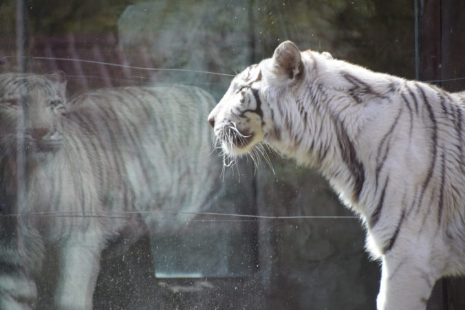 Bratislavská ZOO musela utratiť bielu tigricu a viac tieto šelmy chovať nebude. Shilang sa dožila takmer 18 rokov