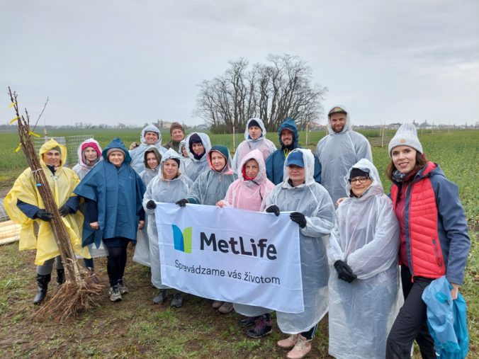 Dobrovoľníci z poisťovne MetLife Slovensko vysadili vo Veľkom Bieli už sto stromčekov
