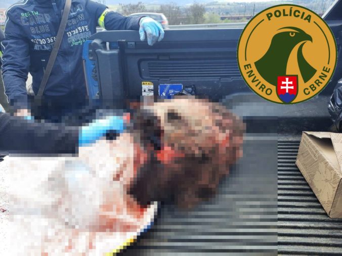 Enviropolicajti zadržali troch Čechov, prevážali nelegálne uloveného medveďa (foto)