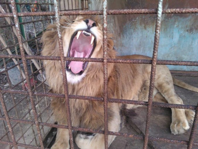 Zvieratám z minizoo, kde lev zabil svojho majiteľa, hrozí utratenie