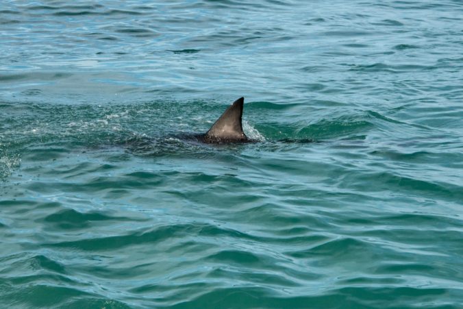 Útok žraloka pri Hurghade neprežil turista, 74-kilometrový úsek pobrežia museli uzavrieť