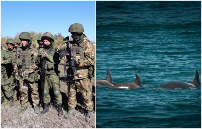 Rusko cvičí ešte viac bojových delfínov na obranu Sevastopoľu. Nepriateľskí potápači nemajú šancu