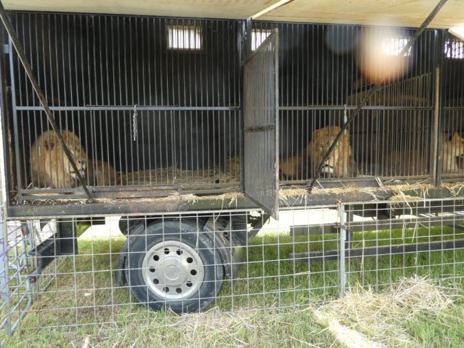 Polícia obvinila majiteľa cirkusu, protiprávne držal 14 levov afrických (foto)