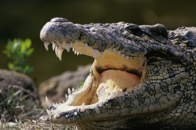 Kostarického futbalistu v rieke napadol krokodíl, zasahovať musela polícia