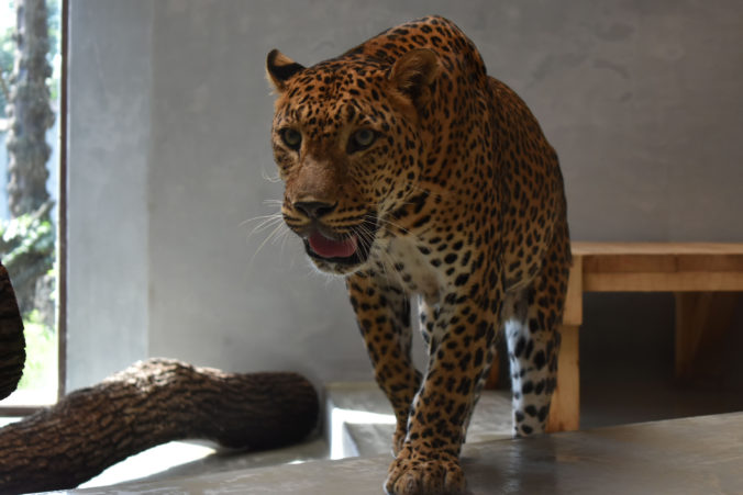 Do bratislavskej ZOO priviezli zo Španielska nového samca leoparda cejlónskeho