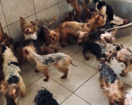 Žena chovala viac ako 60 psov, za zanedbanú starostlivosť jej hrozí väzenie (foto)