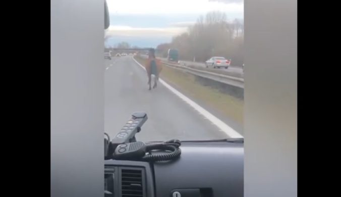 Na diaľnici D2 pobehoval kôň, najskôr v smere do Bratislavy (video)