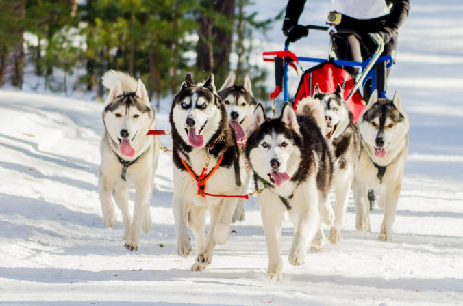 Pre podujatie Snežné psy posilnia kyvadlovú dopravu