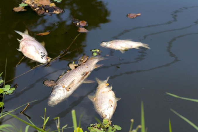 V rybníku pri českom meste Slaný uhynuli tony rýb, problémy súvisia s nedostatkom kyslíka vo vode