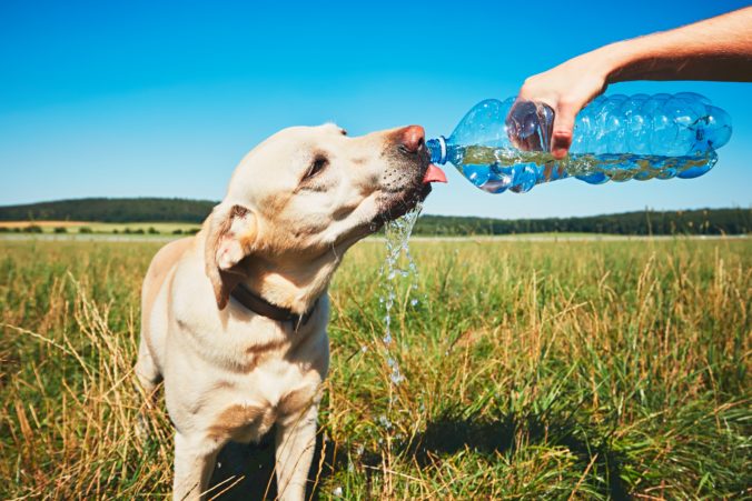 Horúčavy sú nebezpečné aj pre psy, prehriať sa môžu už pri obyčajnom aportovaní. Dajte pozor aj na ich ochladzovanie