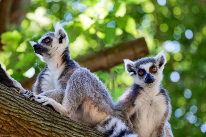 Dve lemurie samice sa presťahovali v bratislavskej ZOO do nových priestorov. Obývajú samostatný ostrov