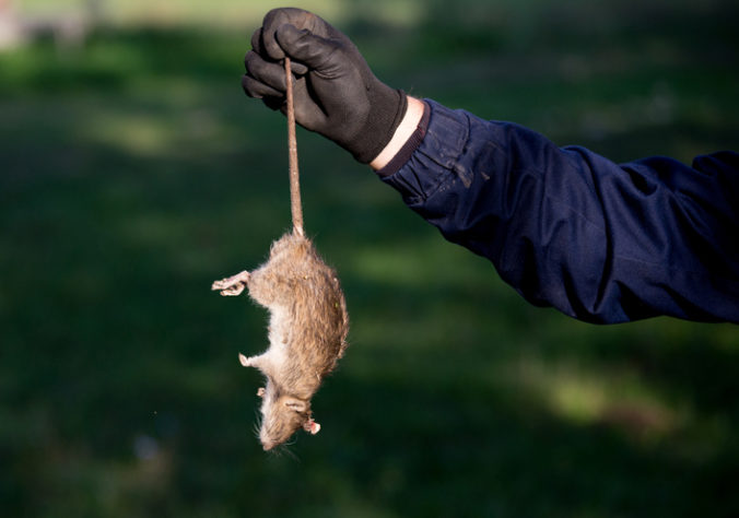 Paríž vyhlásil boj miliónom potkanov, aby nepoškodili imidž mesta ani olympijských hier