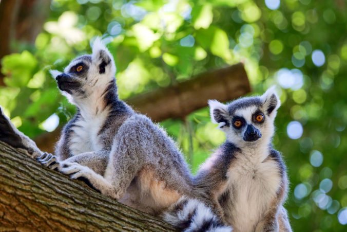 ZOO Bratislava hlási úspešnú letnú sezónu. Nové zvieratá a viac ako 82-tisíc návštevníkov