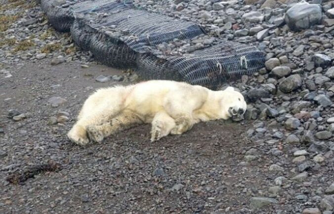 Polícia na Islande zastrelila vzácneho medveďa bieleho, ktorý bol prvým svojho druhu. Považovala ho za hrozbu