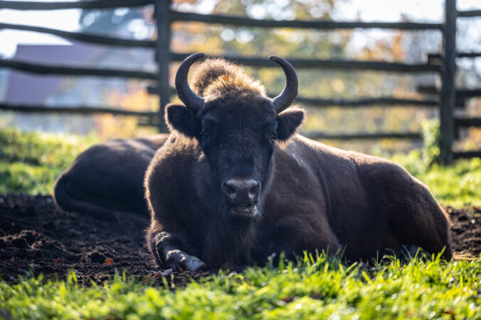 V bratislavskej ZOO pribúdajú nové výbehy pre zvieratá, deti sa môžu tešiť na komentované kŕmenie a areálové hry (foto)