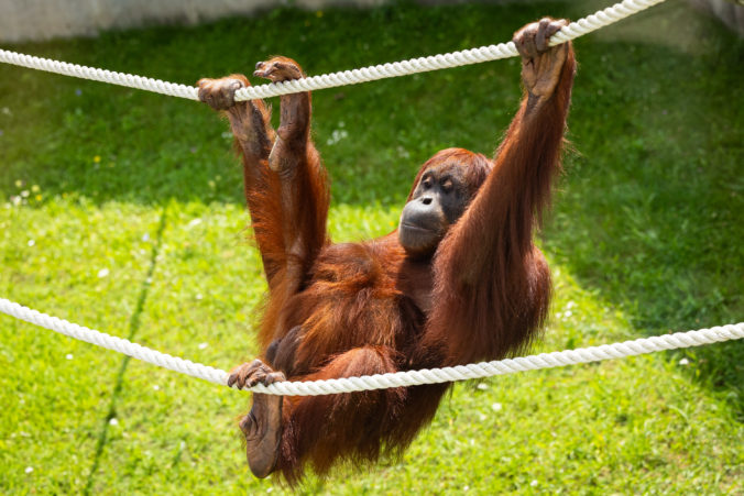 ZOO Bratislava si pripomína 65. výročie od svojho otvorenia, stará sa o viac než tisíctristo zvierat ZOO Bratislava si pripomína 65. výročie od svojho otvorenia, stará sa o viac než tisíctristo zvierat