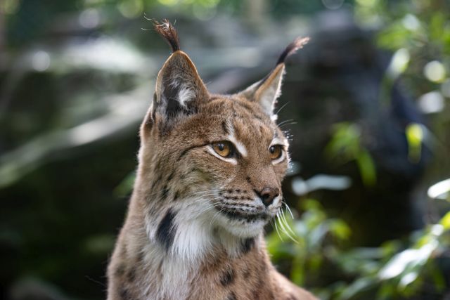 ZOO Bratislava oslavuje Medzinárodný deň rysov, v sobotu otvorí ich nový výbeh