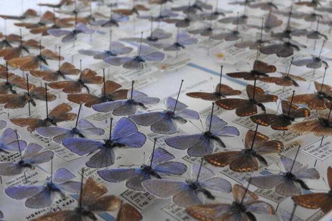 Vďaka podpore FPU sa Východoslovenskému múzeu podarilo zakúpiť vzácnu entomologickú kolekciu motýľov Vďaka podpore FPU sa Východoslovenskému múzeu podarilo zakúpiť vzácnu entomologickú kolekciu motýľov