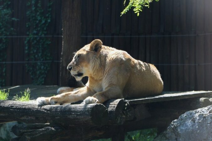 Bratislavská ZOO musela uspať 21-ročnú levicu Jawu a prišla aj o rysa veterána menom Drákula