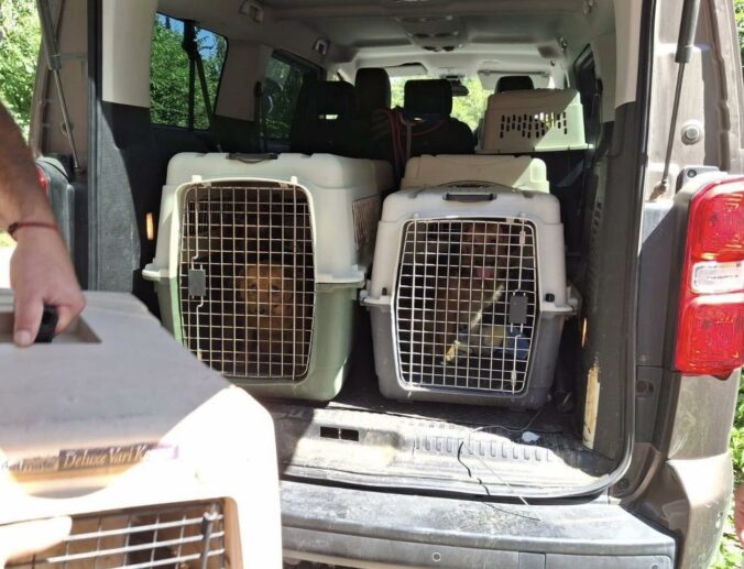 Enviropolícia odhalila nelegálny chov desiatok psov v okrese Prievidza, v dome našli aj tri mŕtve šteňatá – FOTO