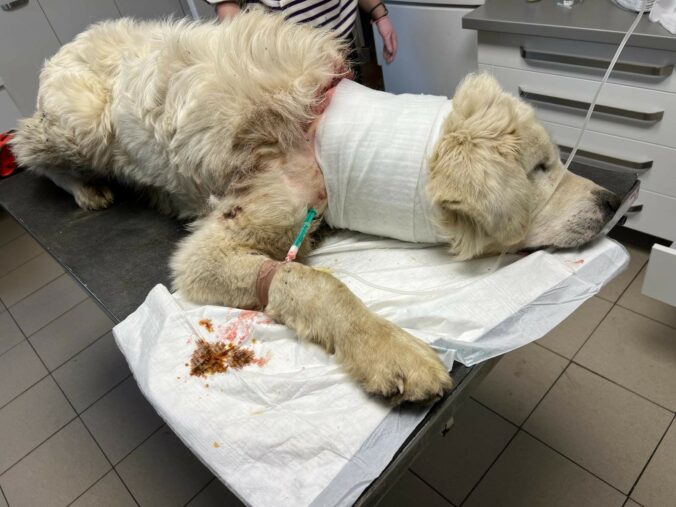 Muža z obce Ihľany odsúdili za týranie zvierat, hrubá reťaz spôsobila čuvačovi hlboké rany