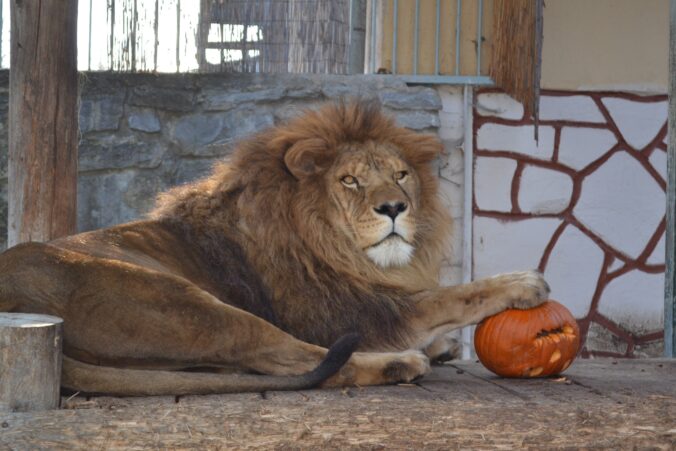 Z pustnúceho parku vznikla zoologická záhrada, dnes v nej žije vyše 500 zvierat a 130 druhov